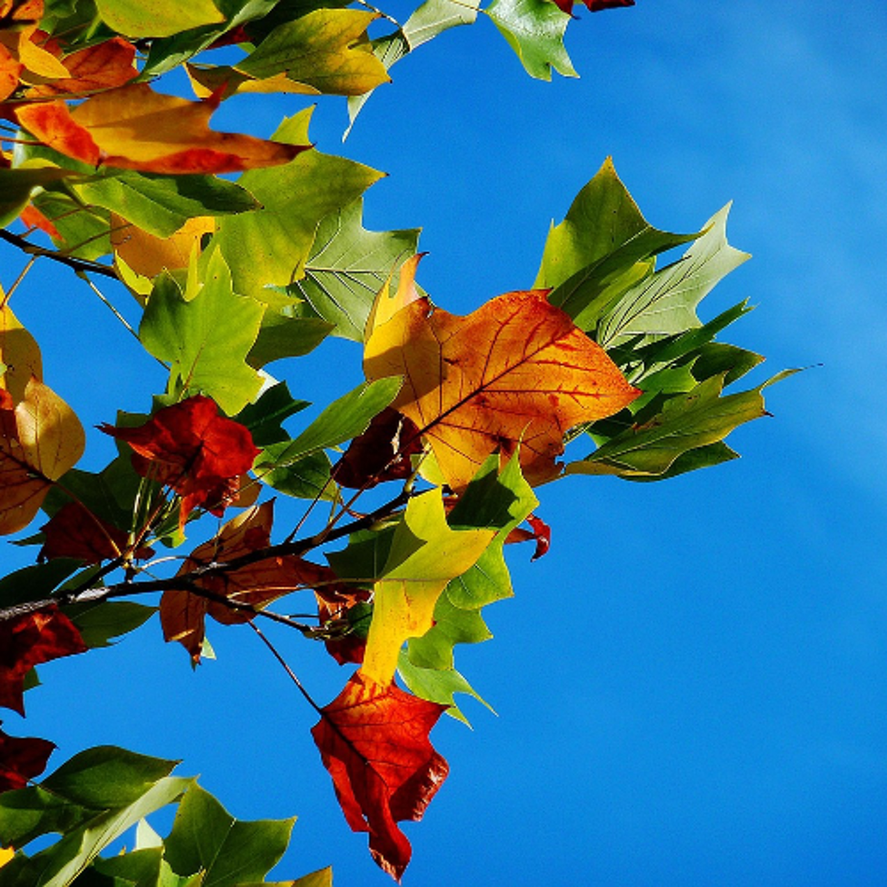 Quattro Stagioni 203 - Le mezze stagioni