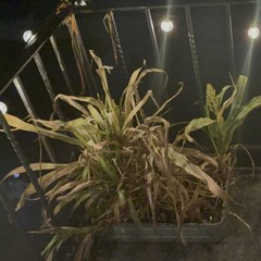 overture (take 2).m4a