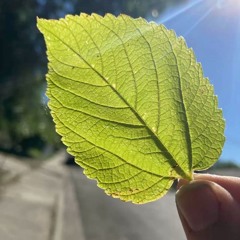 loose leaf ! (p. ayocarie)