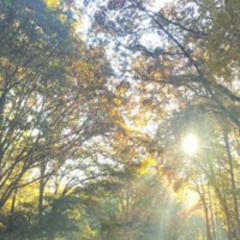sunsteps