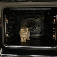 Котенок Честер