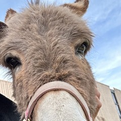 Field of the Jackasses