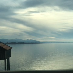 Zwigespräch viola mit gänsecrew