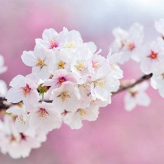 Blossom