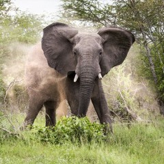 Elephant ft Yung Godz (prod foxemane)