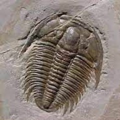 - 250 million years