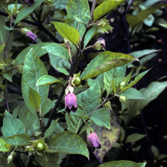 Belladonna