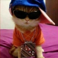 new cat
