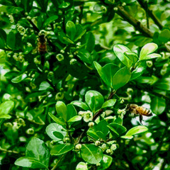 Bee Bush