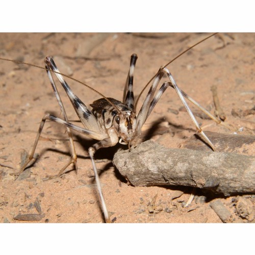 hk_calm-steady_tracks_395