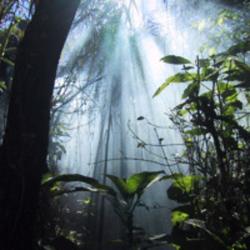 Stream Legends of Jungle Mix Vol. 2 by Ryck | Listen online for free on ...
