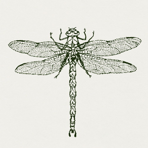 Dragonfly