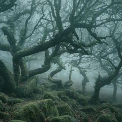 THE DUSTY WIZARD - Deeper Into The Darkened Forest
