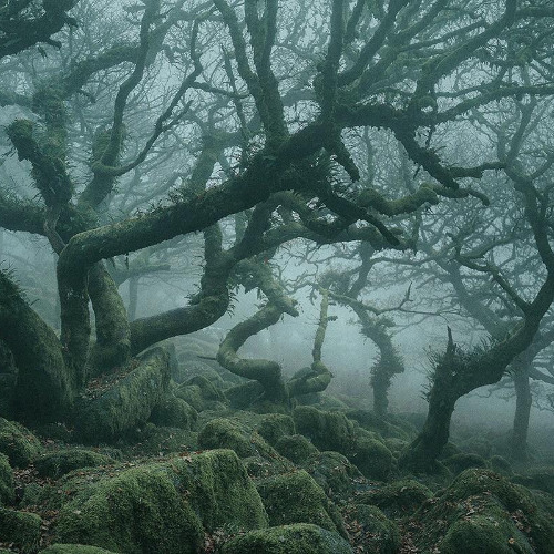 THE DUSTY WIZARD - Deeper Into The Darkened Forest