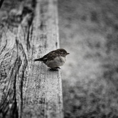 Isthateli - Stay As Bird