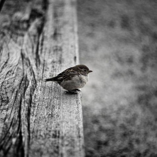 Isthateli - Stay As Bird