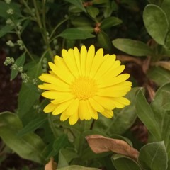 Suzanna Riddim Version