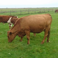 Grazing heroes