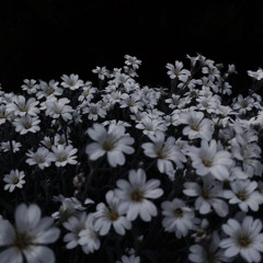 flowers  p.meutry