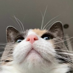 die for you (the weeknd cover)