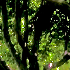 gardencomposition