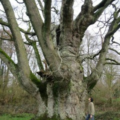 Trois arbres remarquables classés en Deux-Sèvres