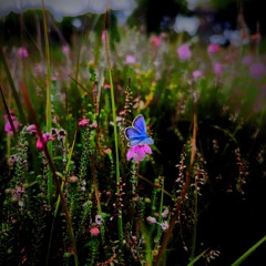 Plebejus Argus