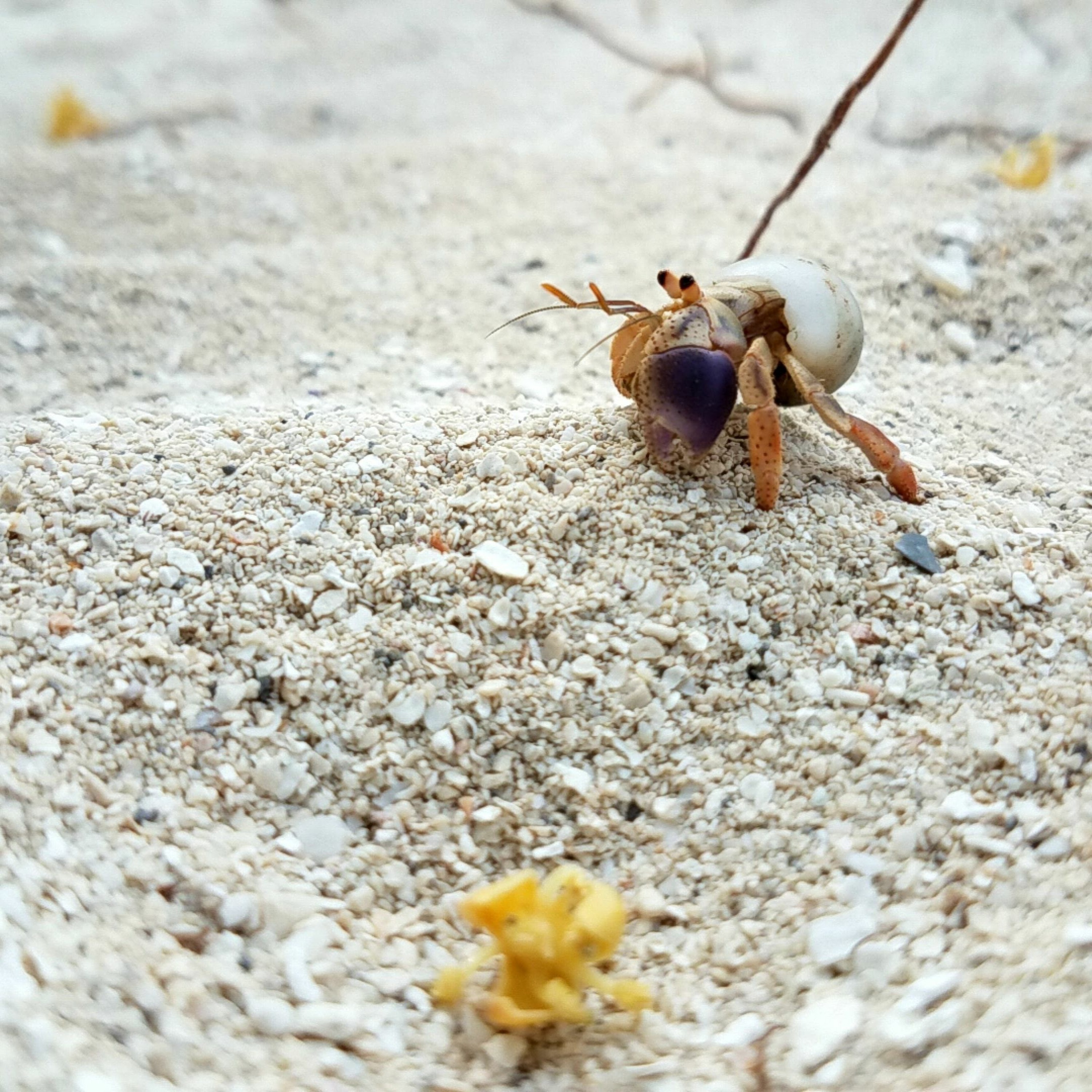 ”Shells that Shift, Faith that Grows:  Lessons from a Hermit (Crab)” by Klarissa Oh