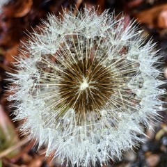 We were seeds  - SOPRANO