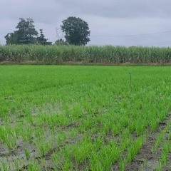 நேரடி நெல் சாகுபடியில் களைக் கட்டுப்பாடு குறித்த தகவல்
