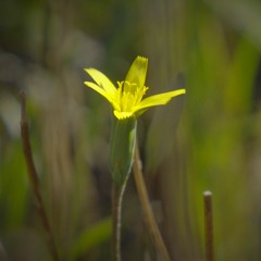 Murnong; returning Yam Daisy to Melbourne's Merri Creek