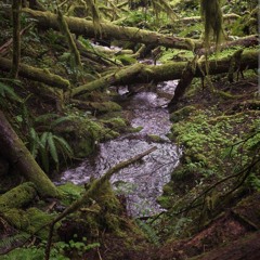 Creek Water and Raindrops