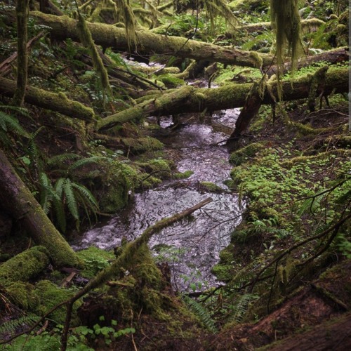 Creek Water and Raindrops