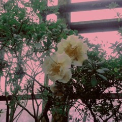 flower.