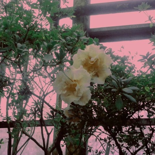 flower.