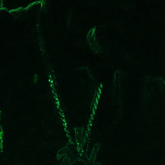 "Bussin Heads" (lil fye.m4a