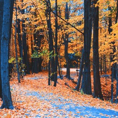 canada.vibes