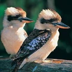 kookaburras