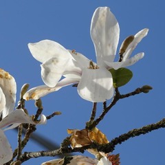 Marco Lucchi - Three studies for electric organ and tape [Spring has sprung] + variations