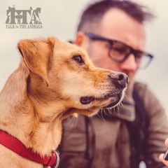 Stay connected while you leave your pet