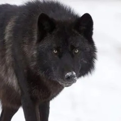 Alpha