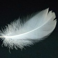 The White Feather (work in progress)