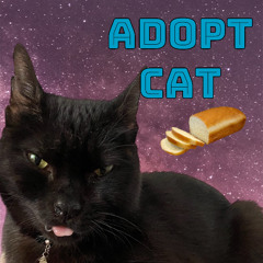 adopt cat