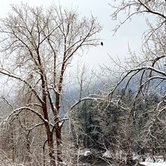 Eagle Calls (December 14, 2020)