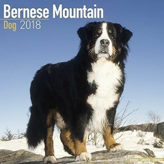 READ KINDLE Bernese Mountain Dog, 2018 wall Calendars By  MegaCalendars (Author)  Full Version