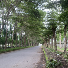 Nhạc Xuân 2025.