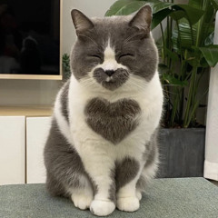 pretentious precious