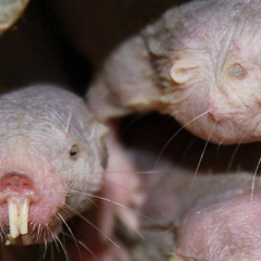 Nacktmulle sind schön