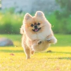 No.3 A Flat Major From 3 New Etudes By F. Chopin (played by juksmile)