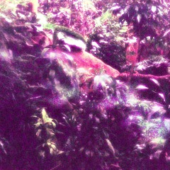 Stream